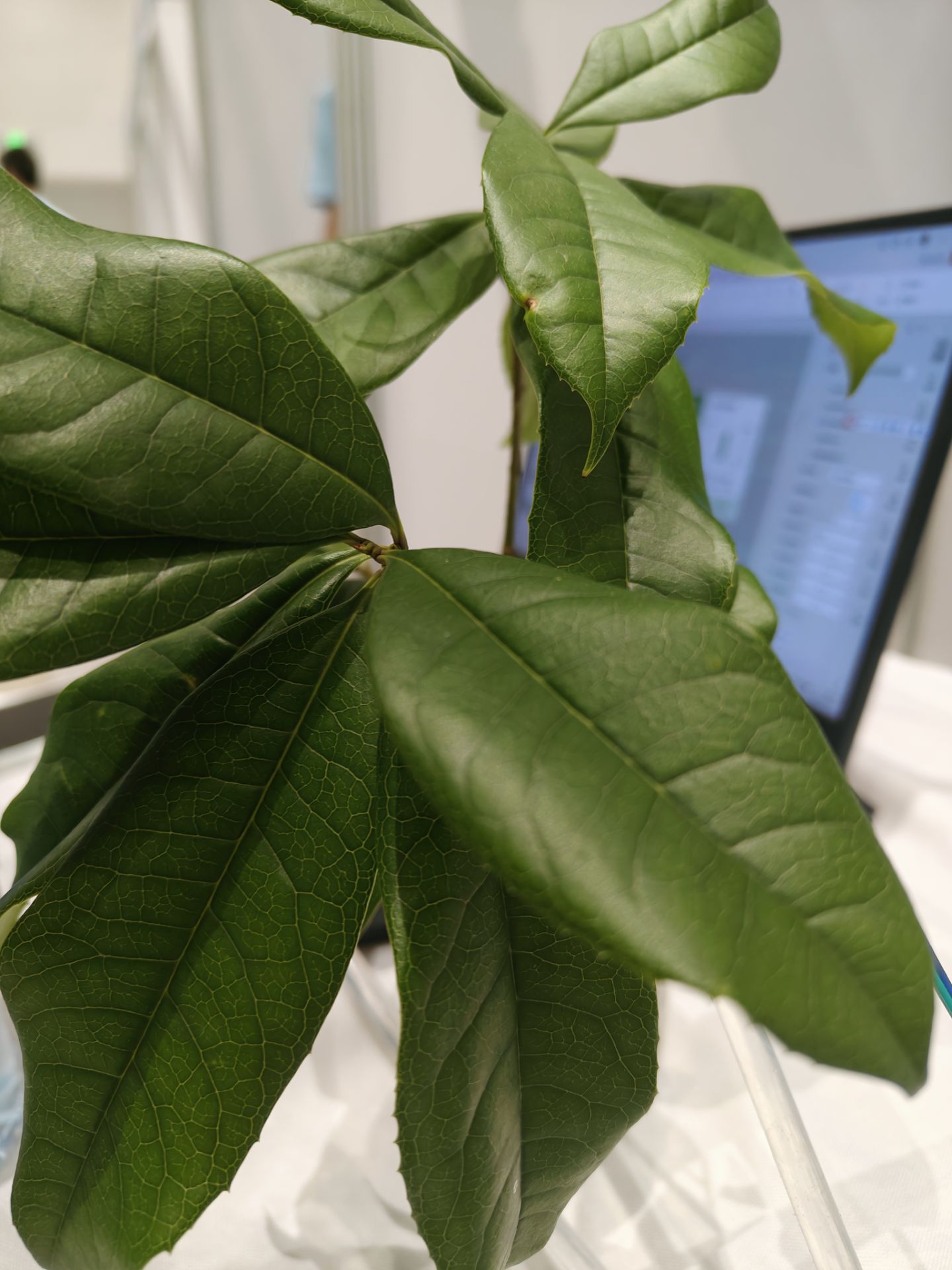 植物照片